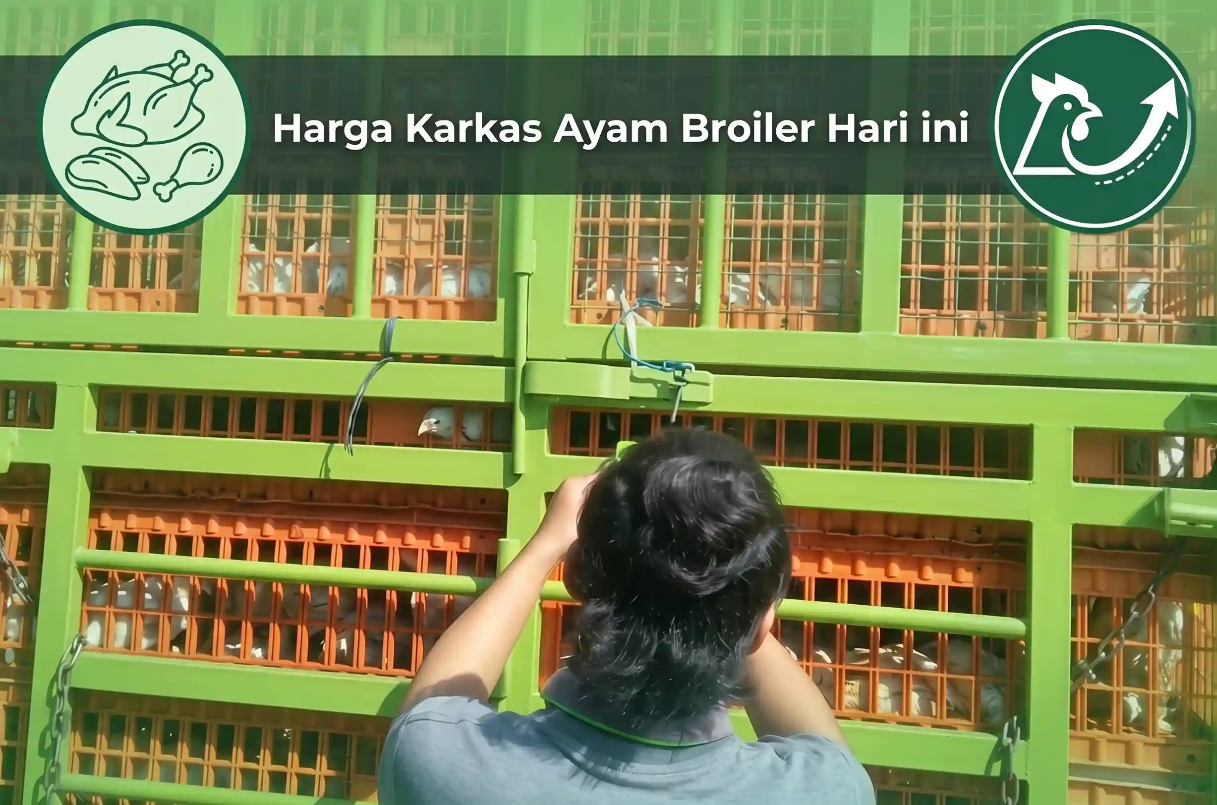Pantauan harga karkas ayam broiler hari ini dan alur distribusi rantai pasok dari ayam hidup kandang hingga daging ayam karkas segar di pasar tradisional