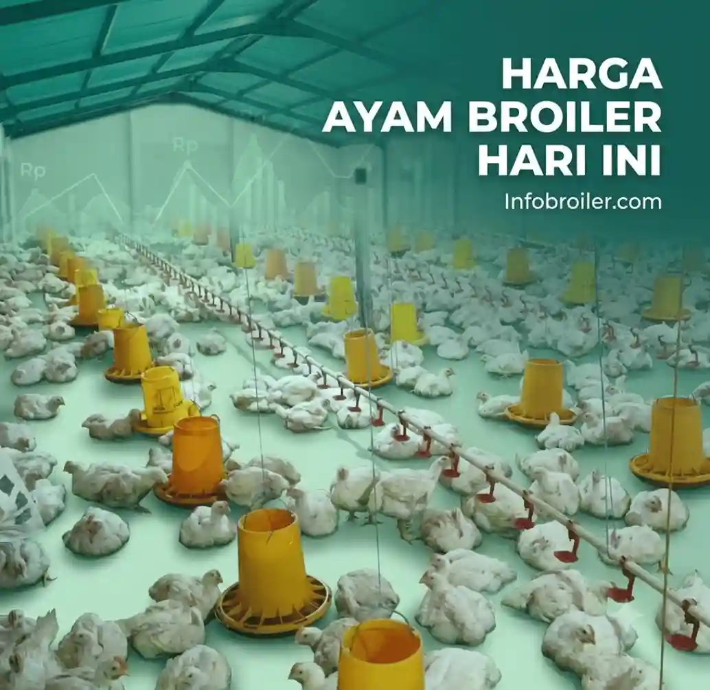 Kandang ayam broiler modern closed house dan informasi update rilis harga livebird hari ini di Indonesia