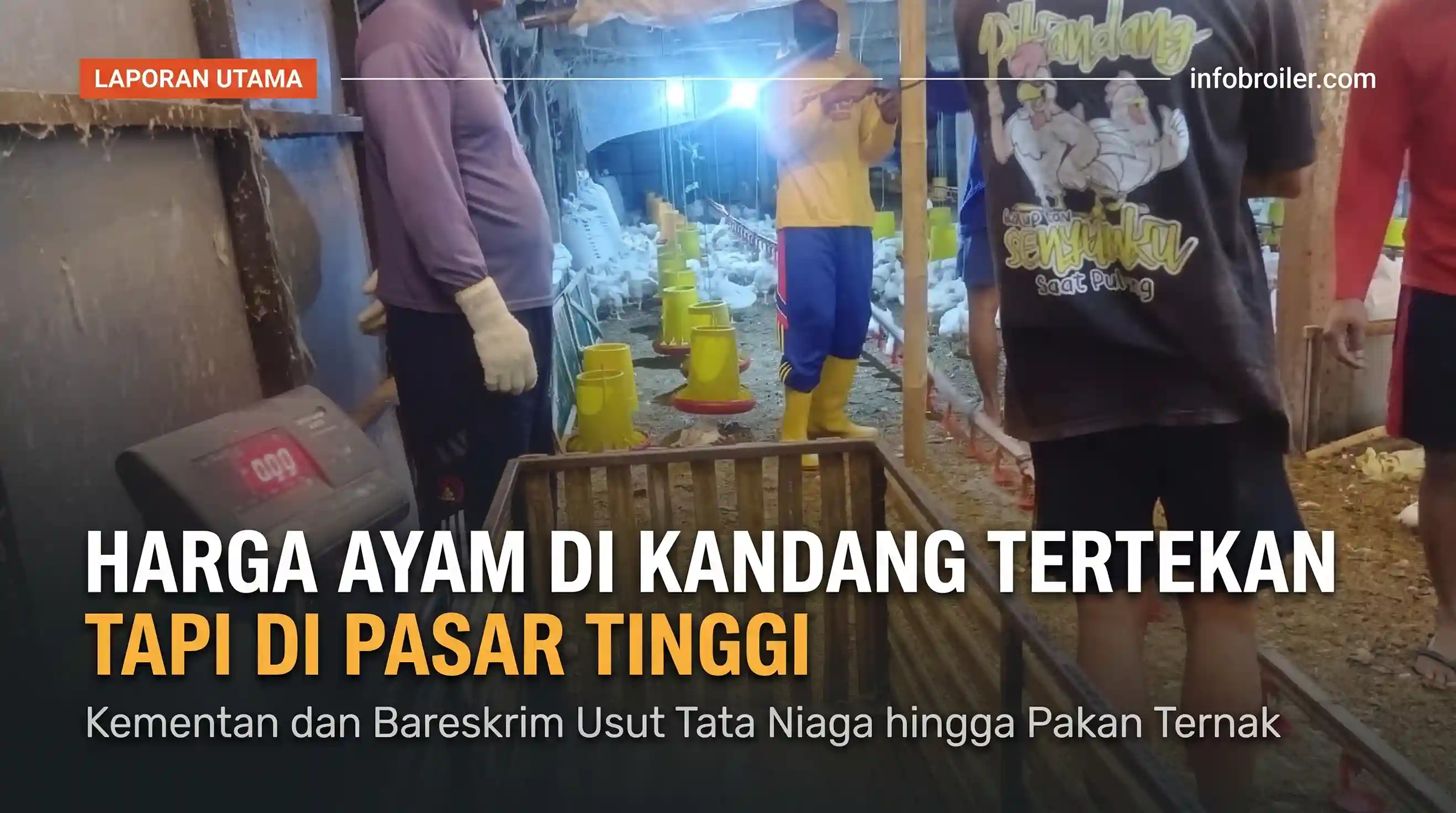 Laporan Utama InfoBroiler: Harga Ayam di Kandang Tertekan Tapi di Pasar Tinggi, Kementan dan Bareskrim Usut Tata Niaga hingga Pakan Ternak