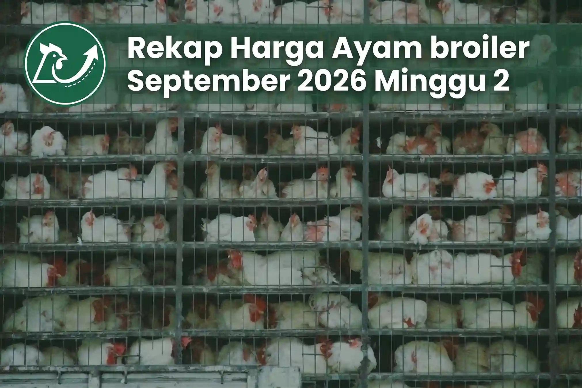Grafik tren harga ayam broiler minggu kedua September 2026 menunjukkan penurunan dari Rp 25.447 ke Rp 25.179 per kilogram dengan pola rebound tipis di akhir pekan