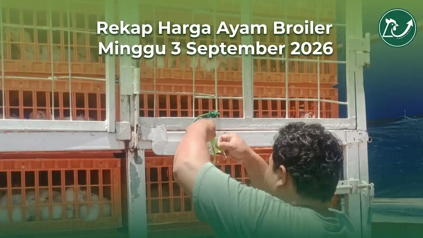 Rekap Harga Ayam Broiler Minggu 3 September 2026: Turun Kontinu 7 Hari, Pola Staircase di Tengah Pelemahan Sumatera & Sulawesi